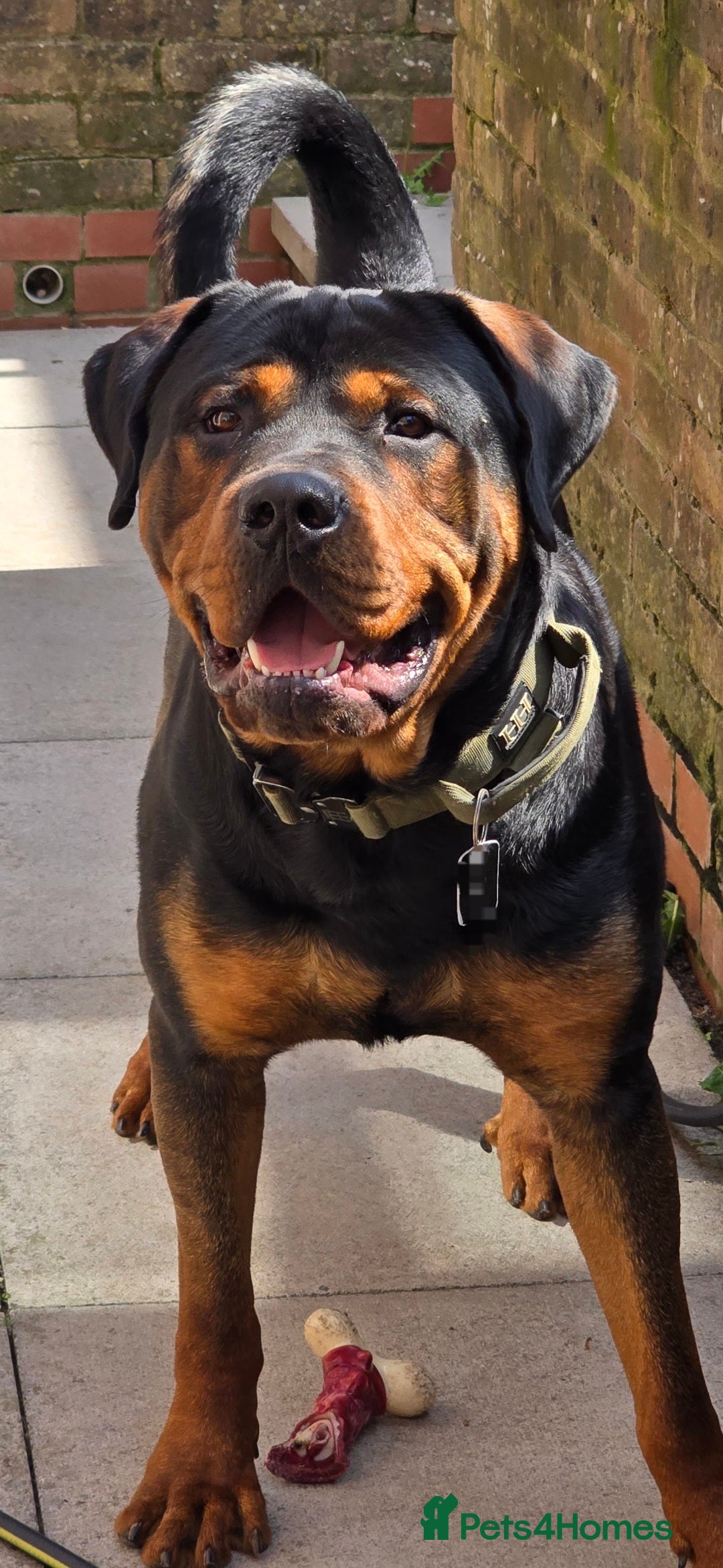 Mixed Breed dogs for sale: Gorgeous Rottweiler/Mastiff - Advert 2