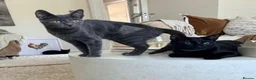 Domestic Shorthair cats for adoption: Mabel, approx 7 months old in Fleet - Advert 2