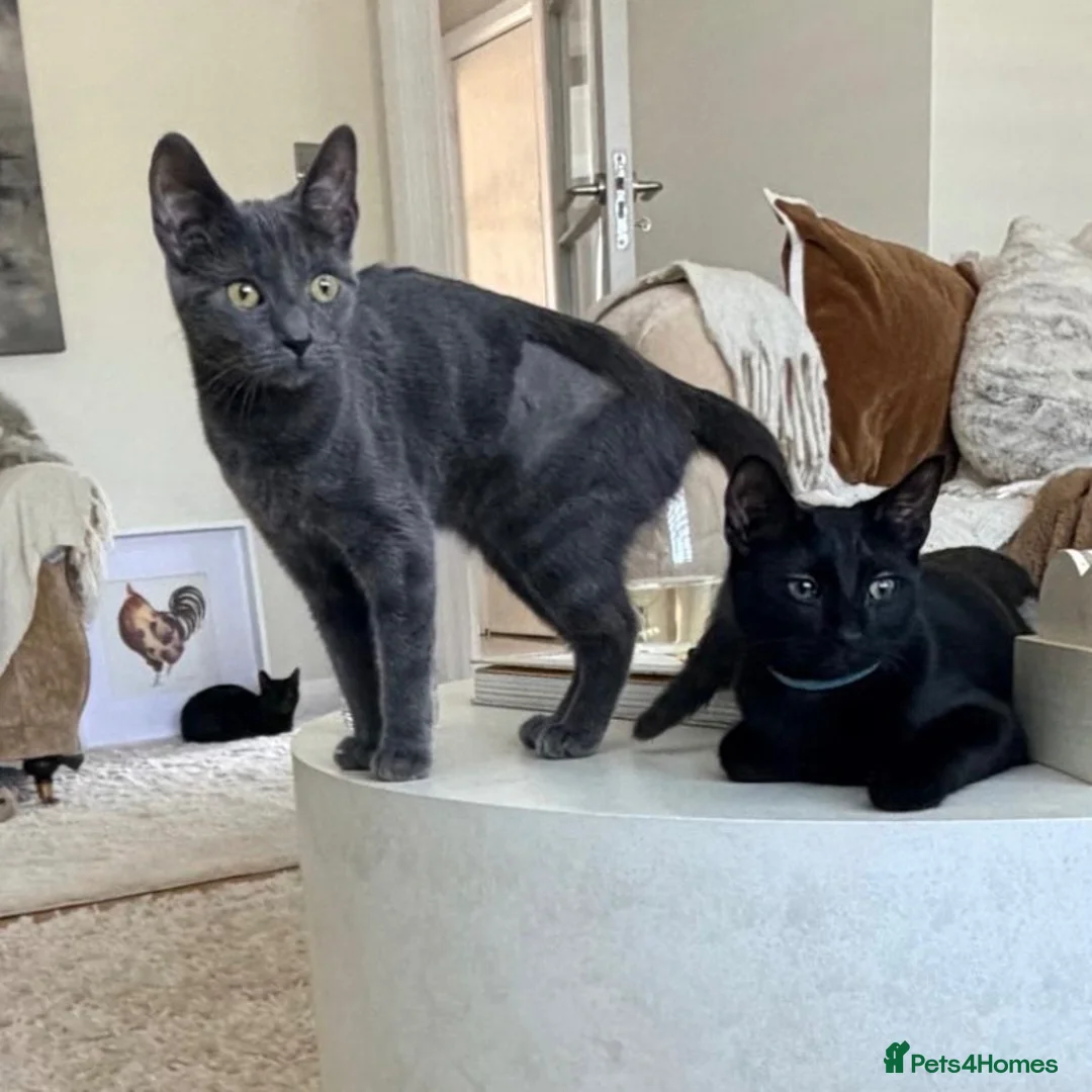 Domestic Shorthair cats for adoption: Mabel, approx 7 months old in Fleet - Advert 2