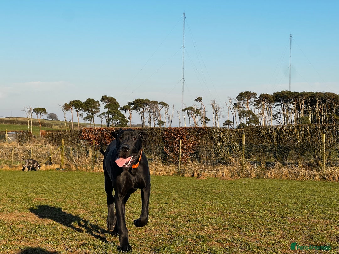 Great Dane dogs for stud: RKC Black Great Dane stud - Advert 7