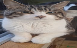 Mixed Breed cats for sale: 1 tabby 1 black&white kitty - Image 2