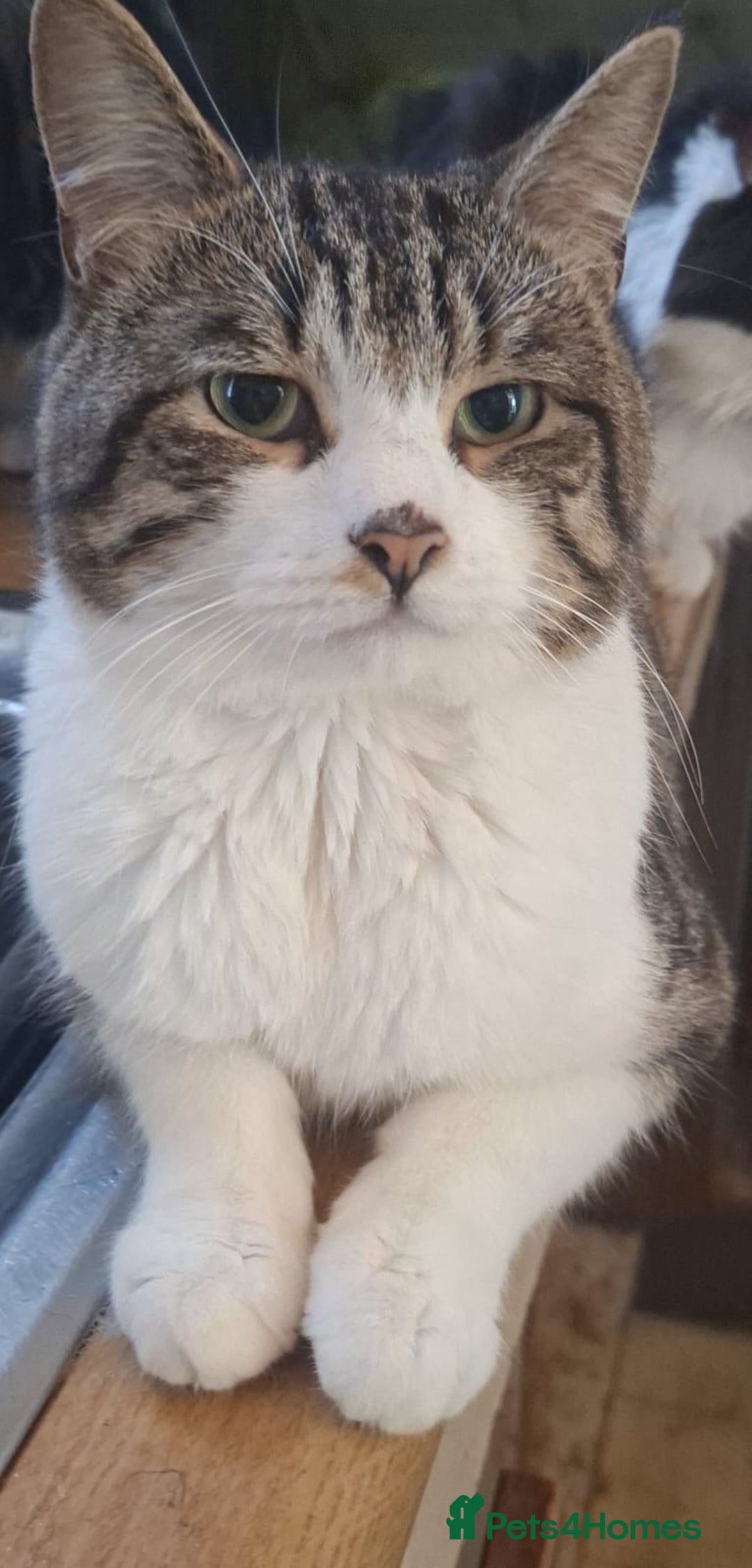 Mixed Breed cats for sale: 1 tabby 1 black&white kitty - Image 2