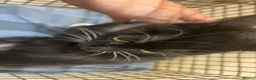 Mixed Breed cats for sale: Rescue cats- kittens and adults 🧡 - Advert 5