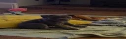 Staffordshire Bull Terrier dogs for sale: Blue Staffordshire bull terrier male pup  - Advert 5