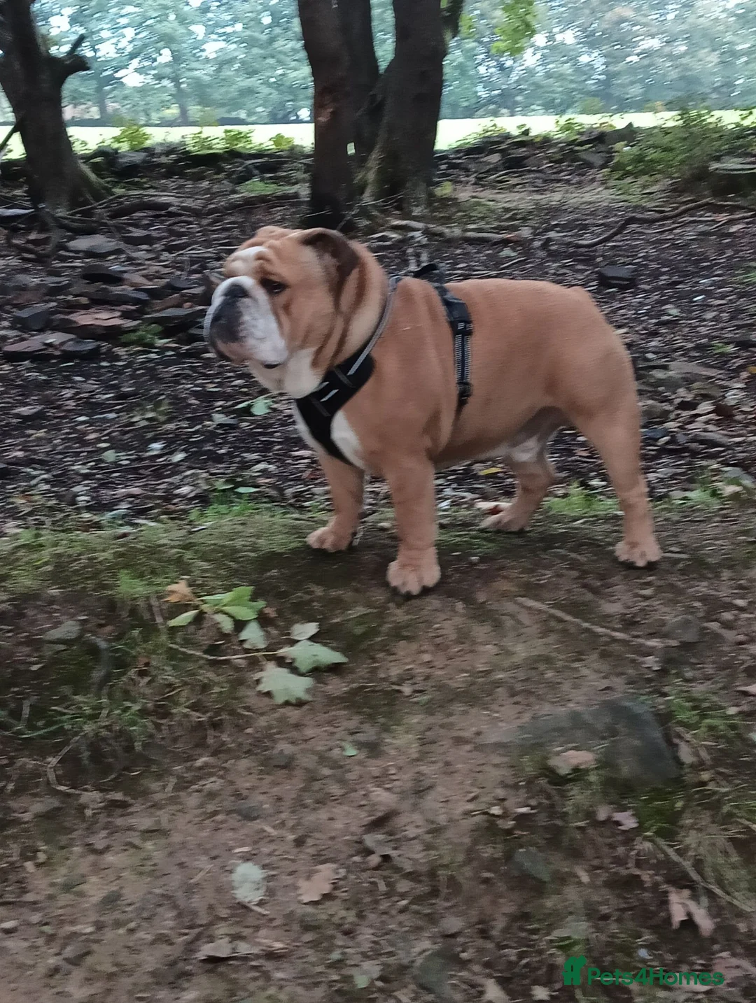 English Bulldog dogs for stud: Harry Fawn English Bulldog - Advert 1