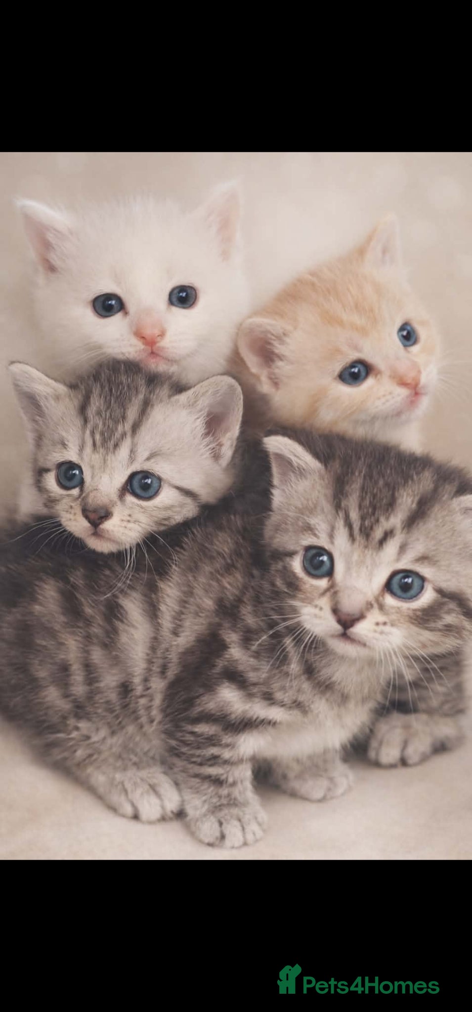 Mixed Breed cats Beautiful kittens for sale - Advert 2