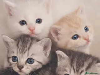 Mixed Breed cats Beautiful kittens for sale - Advert 16