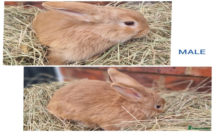 Mixed Breed rabbits Mini lop cross babies - Advert 1