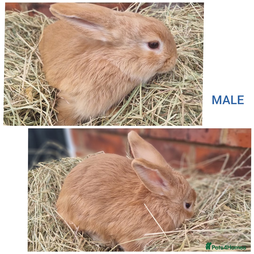 Mixed Breed rabbits for sale: Mini lop cross babies - Advert 1