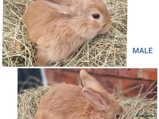 Mixed Breed rabbits Mini lop cross babies - Advert 3