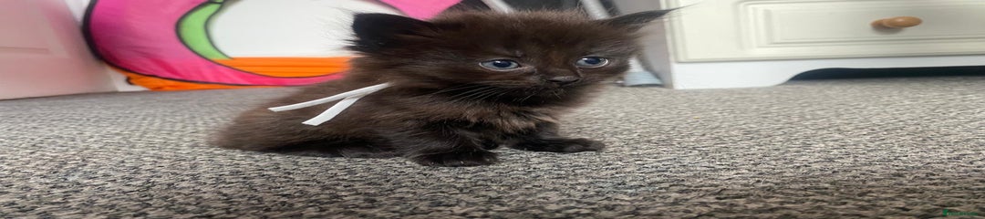 Domestic Shorthair Kitten 5