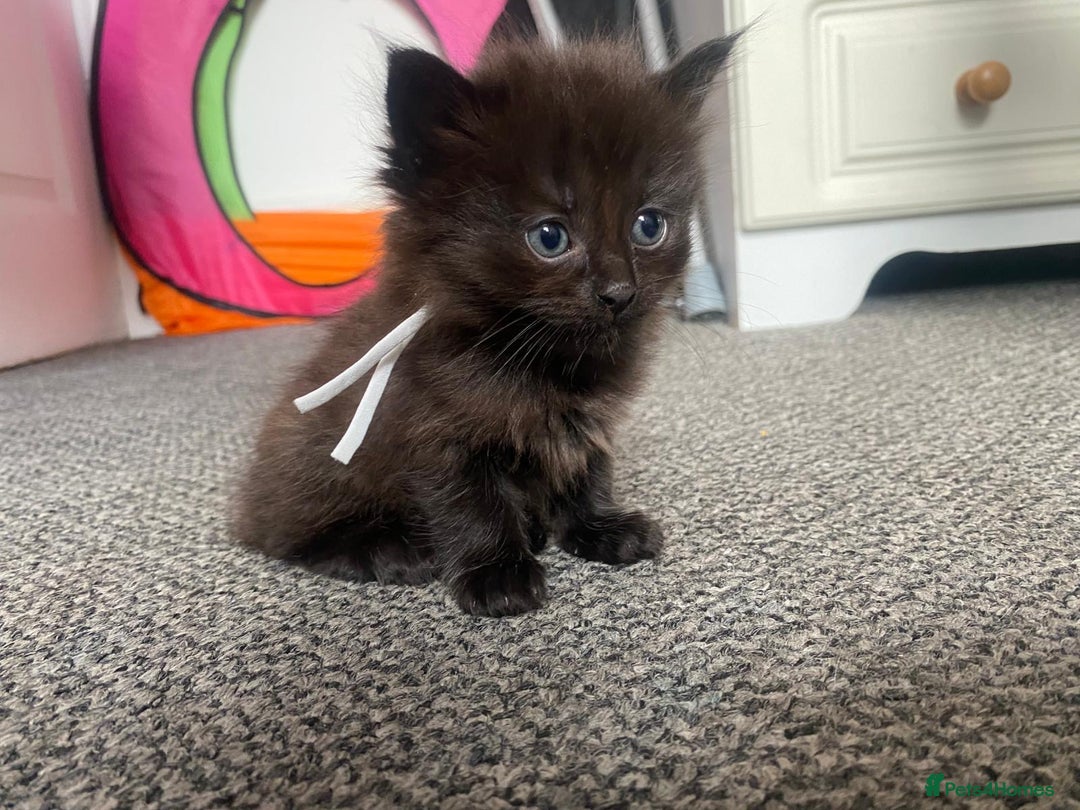 Domestic Shorthair cats for sale: Kittens - Image 6