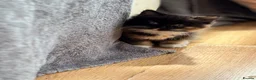 Mixed Breed cats for sale: Kittens  - Advert 7