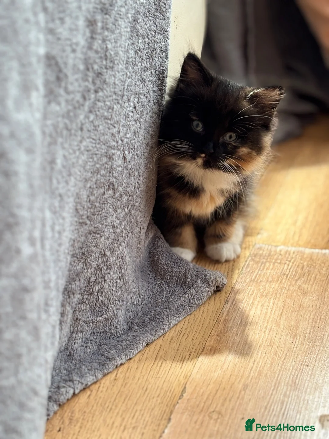 Mixed Breed cats for sale: Kittens  - Advert 7