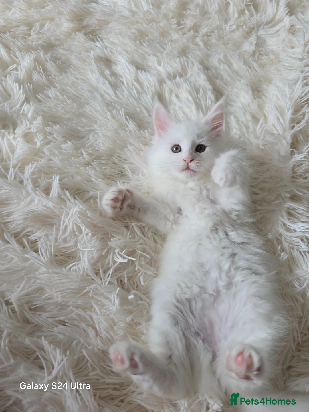 Maine Coon cats for sale: Kittens - Advert 2