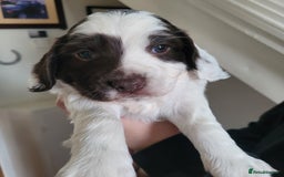 Sprocker dogs for sale: Male Sprocker - Image 2