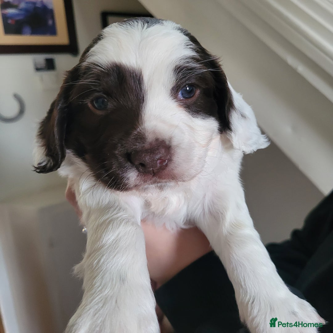 Sprocker dogs for sale: Male Sprocker - Image 2
