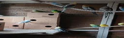 Cockatiels birds for sale:  5 cockatiels 3 red rumps in Market Harborough - Advert 5