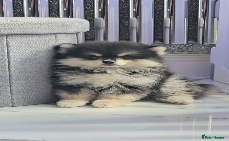Pomsky dogs - Advert 1