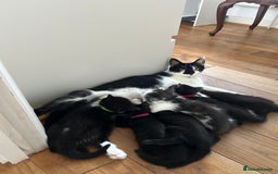 Domestic Shorthair cats for sale: 4 black and white kittens  - Image 7