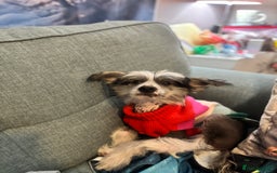 Chinese Crested dogs for sale: Chinese Crested pups- Powder Puff and Hairless - Image 8
