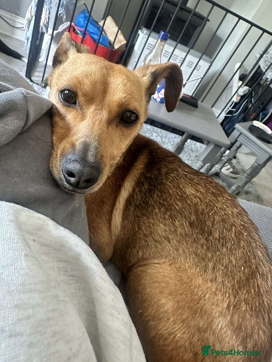 Mixed Breed dogs for sale: Mini  - Image 2