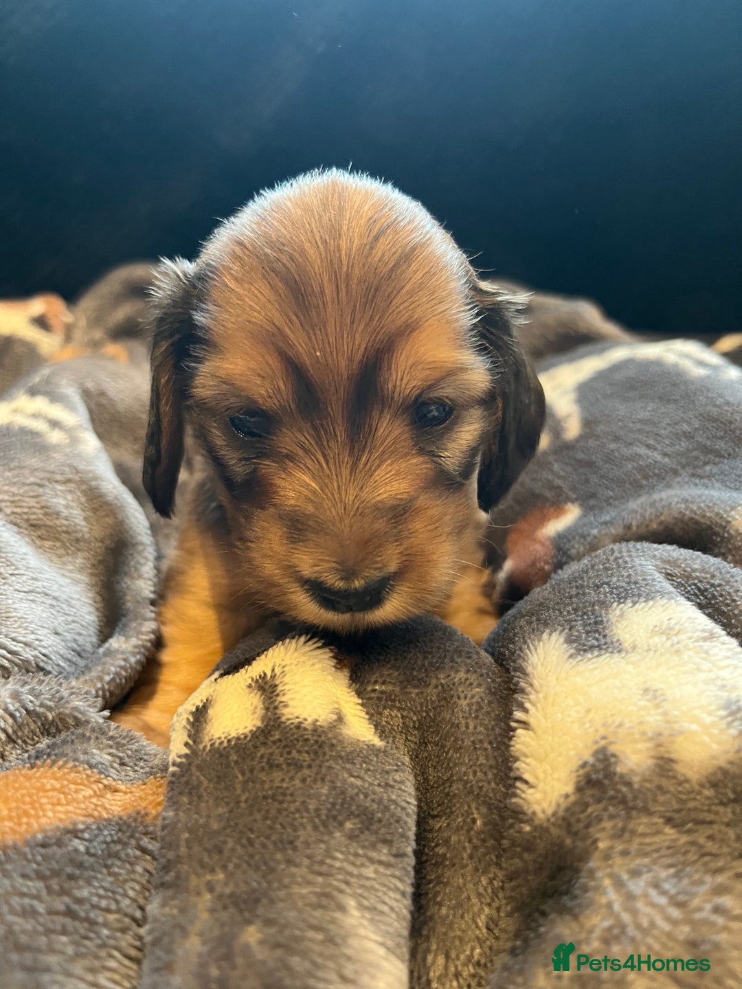 Miniature Dachshund dogs for sale: Family owned miniature longhaired dachshunds - Image 9