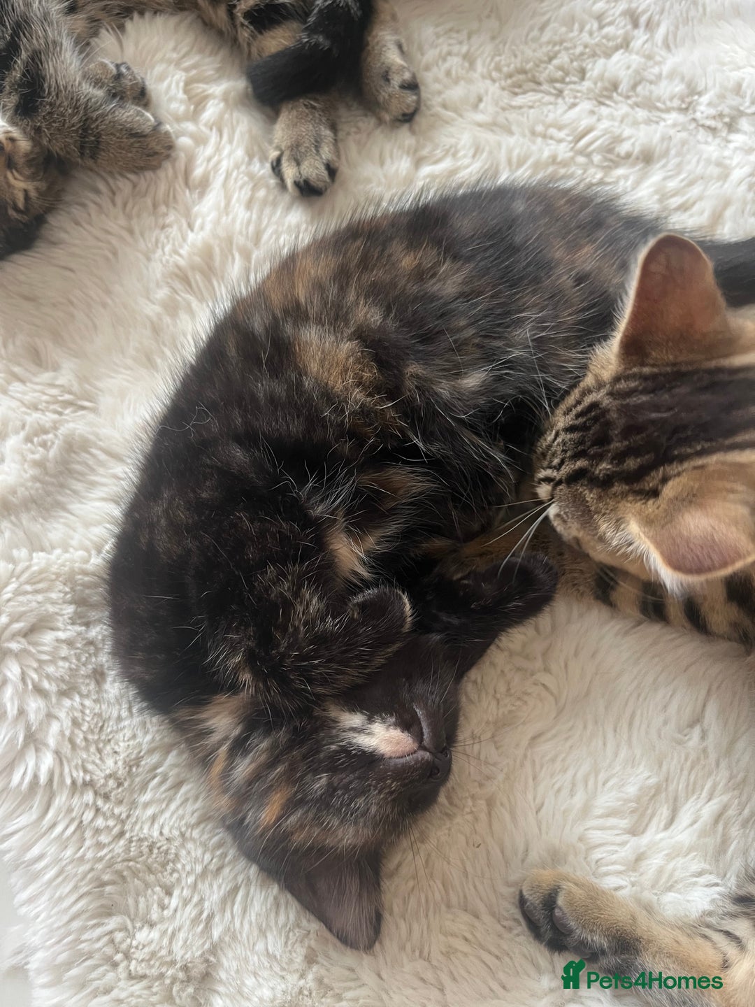 Mixed Breed cats for sale: 5 Adorable Mixed Breed Kittens - Image 36