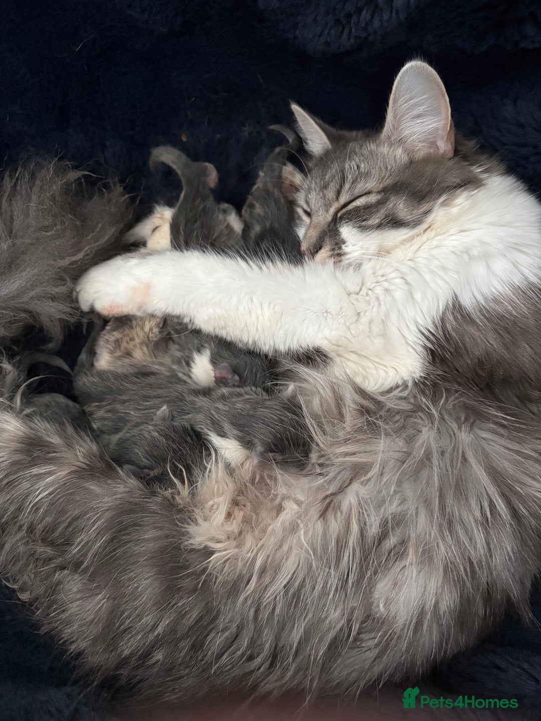 Domestic Shorthair cats for sale: 3 x female kittens  - Image 8
