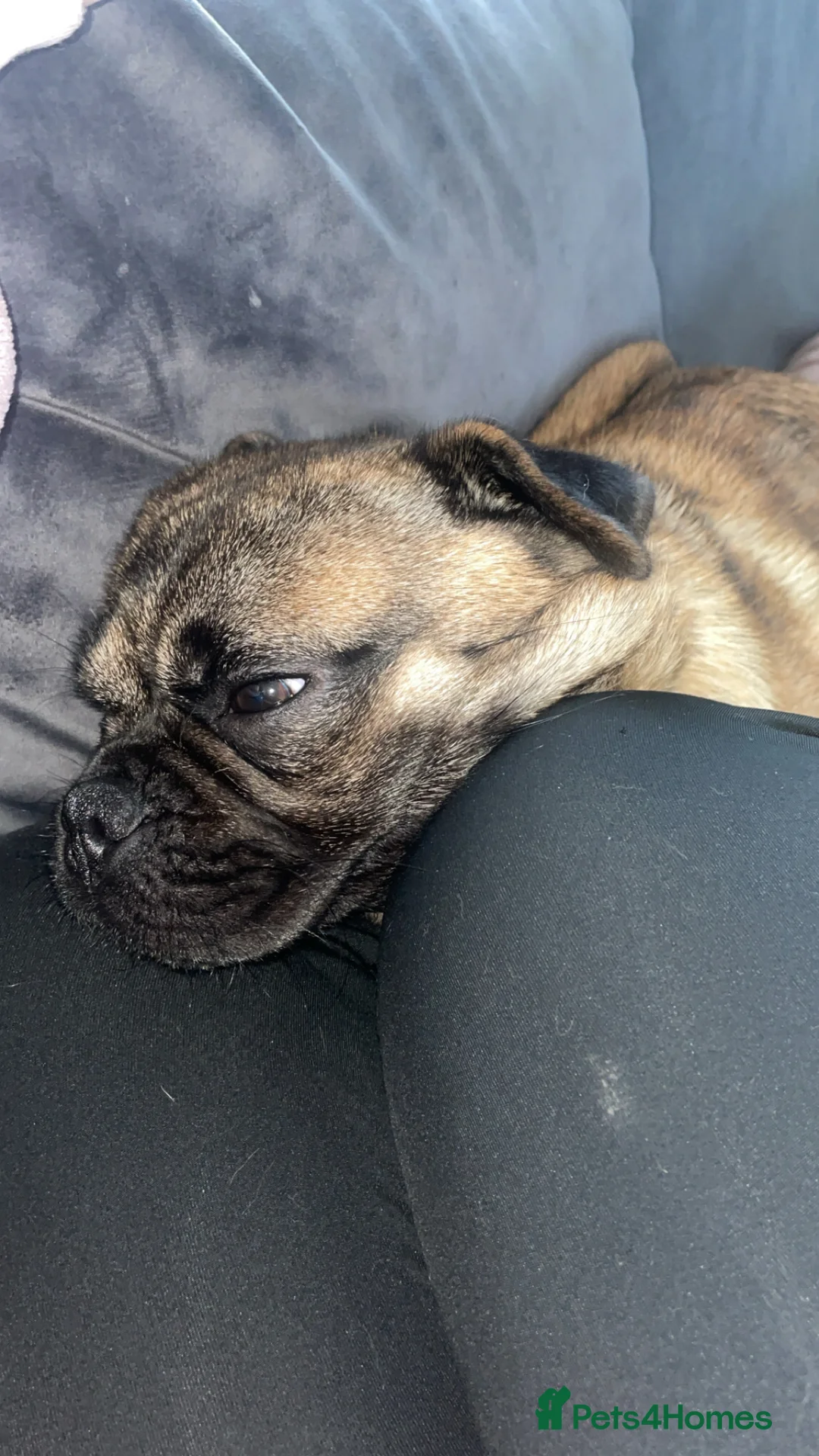 Mixed Breed dogs for sale:  Pug Puppy Looking for a Loving Forever Home - Advert 2