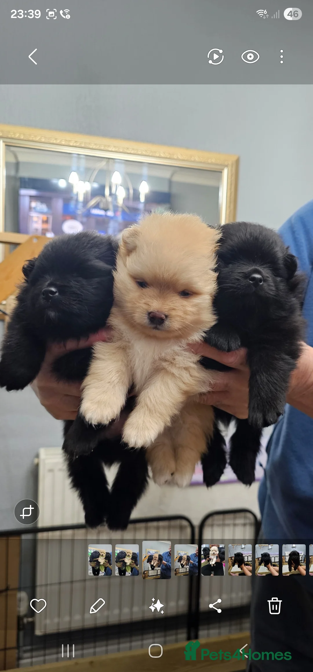 Pomeranian dogs for sale: 3 KC HANDSOME POMERANIAN BOYS - Advert 6