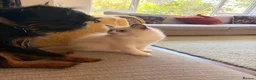 Ragdoll cats for sale: Last remaining Female Ragdoll GCCF Kitten - Advert 22