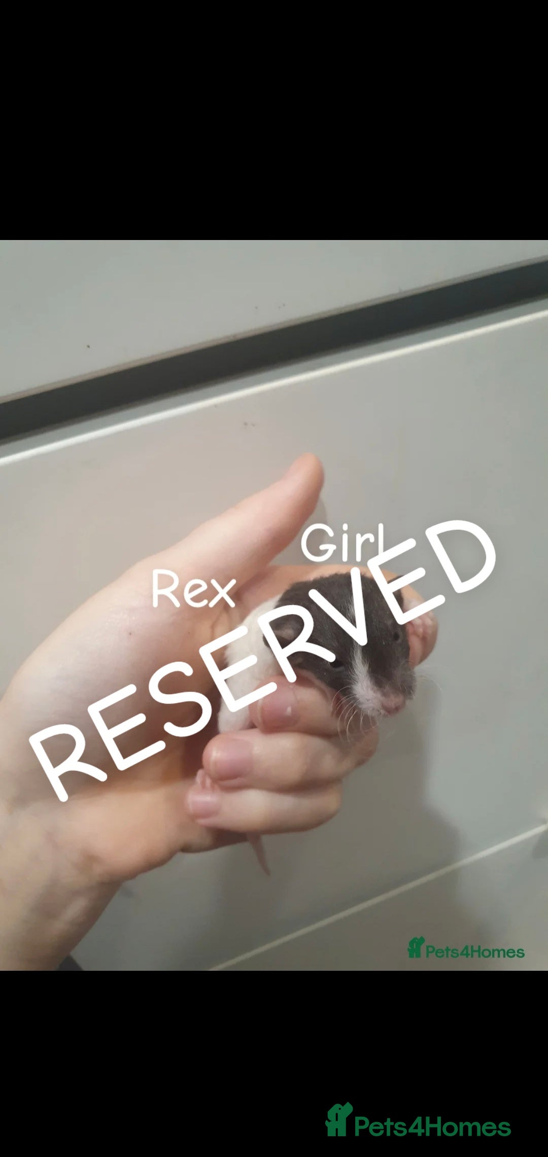 Rat rodents for sale: Beautiful babies available! in Warrington - Image 16