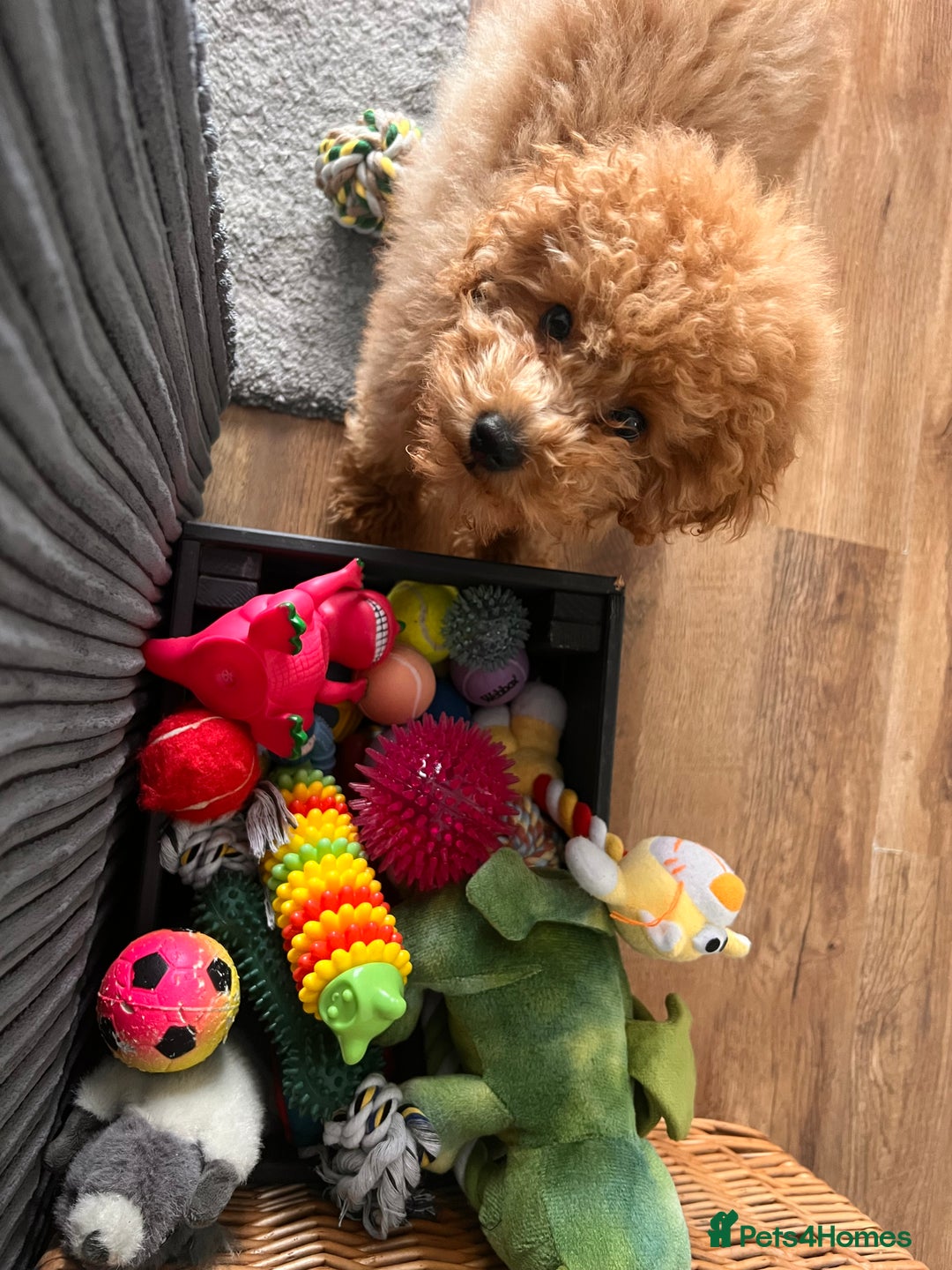 Toy Poodle dogs for stud: Toy Poodle Boy Looking for a Date – Scotland - Advert 5