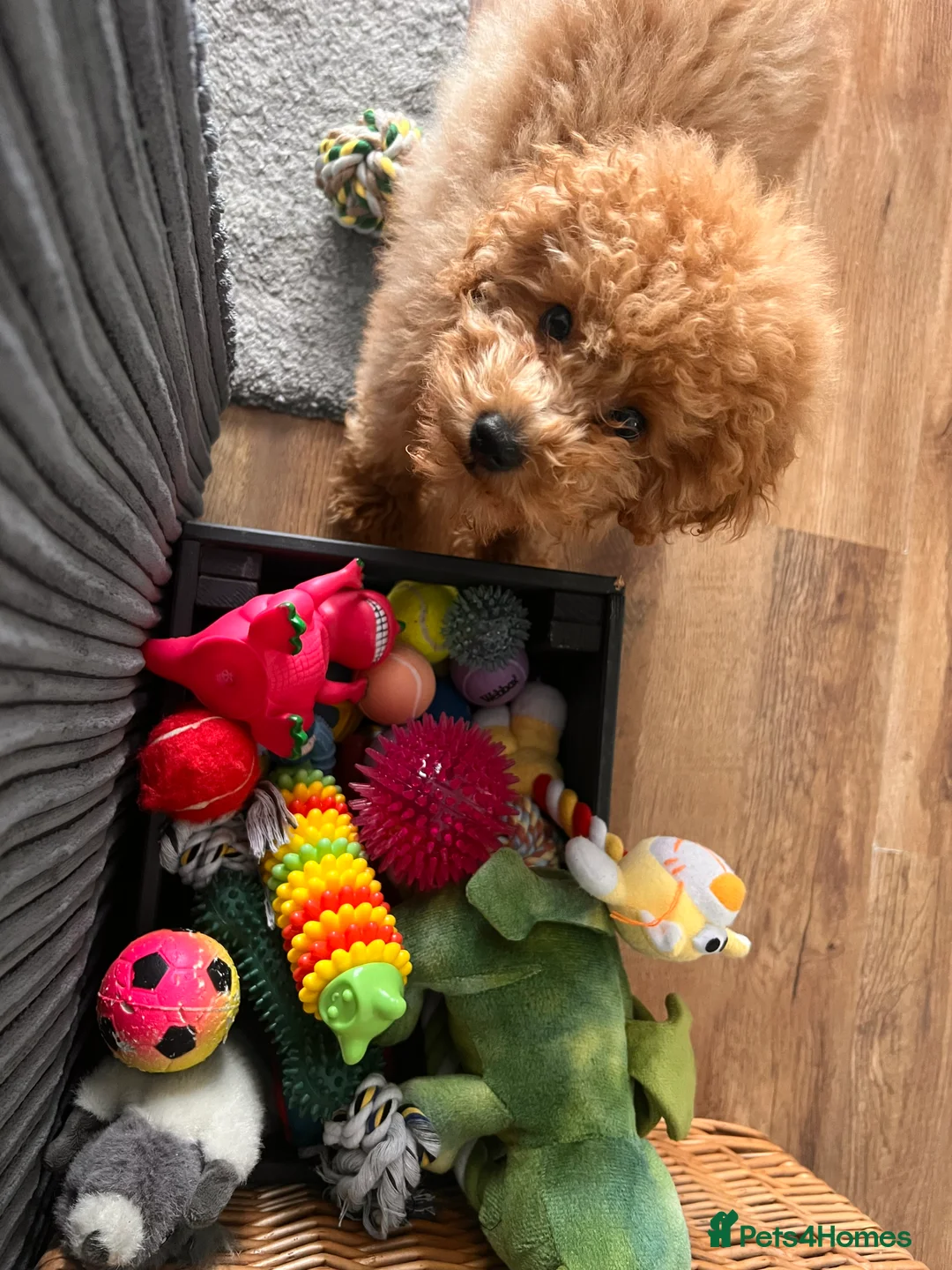 Toy Poodle dogs for stud: Toy Poodle Boy Looking for a Date – Scotland - Advert 5