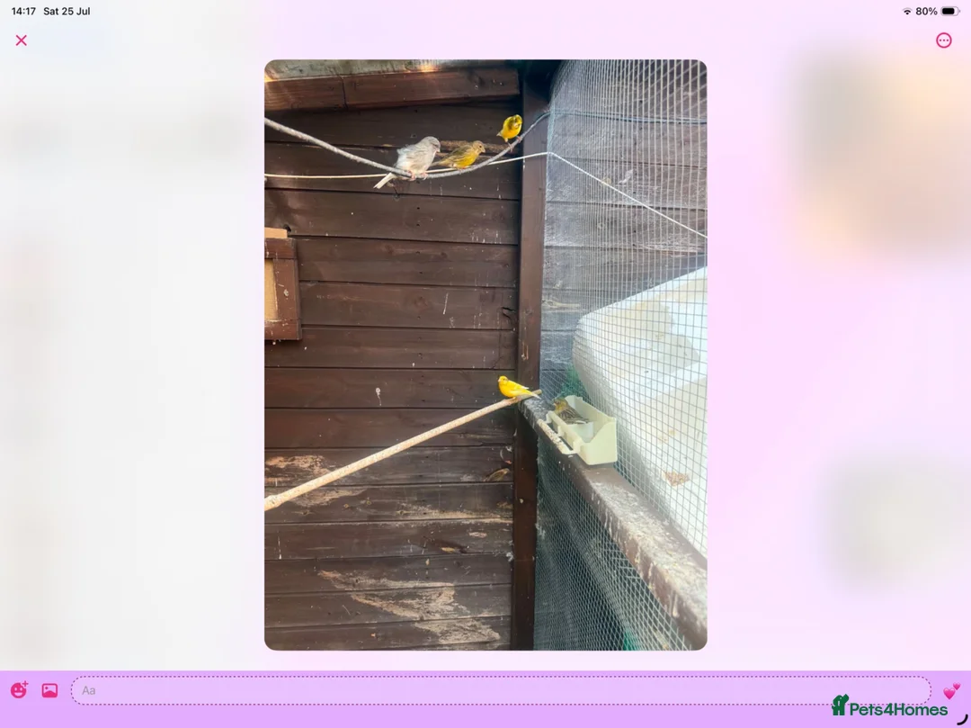 Canaries birds for sale: Mix Canaries Gloucester’s dimorphic ect - Advert 2