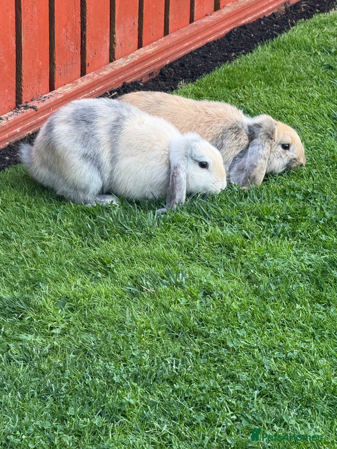 Mini Lop rabbits for sale: 2x male mini lop bonded Brothers for sale  - Image 2