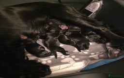 Sprocker dogs for sale: Sprocker puppies for sale. - Image 12