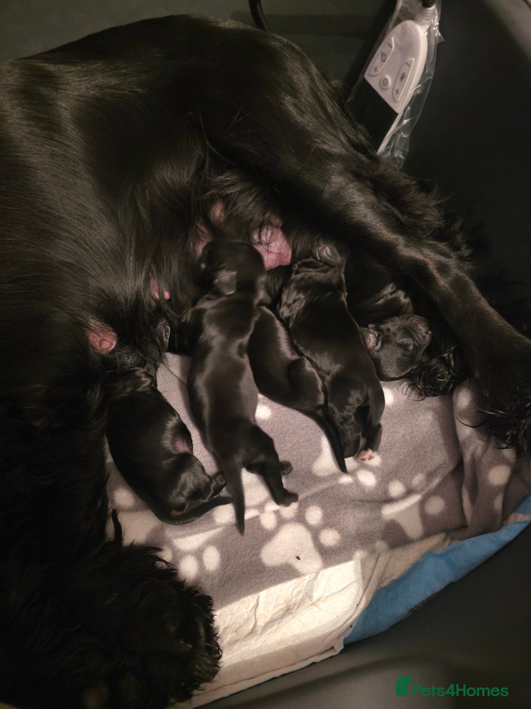 Sprocker dogs for sale: Sprocker puppies for sale. - Image 12