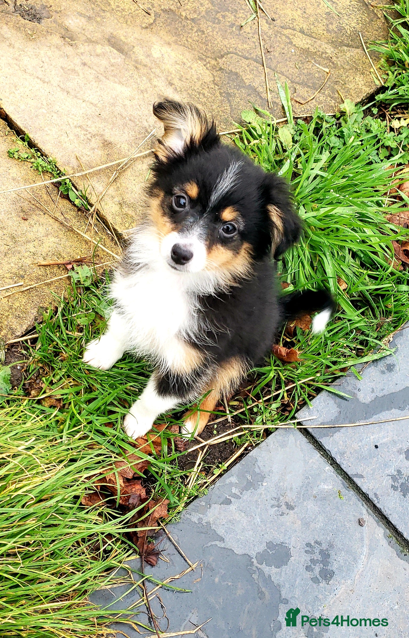 Australian Shepherd dogs Miniature Australian Shepherds ASDR - Advert 3