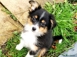 Australian Shepherd dogs Miniature Australian Shepherds ASDR - Advert 2