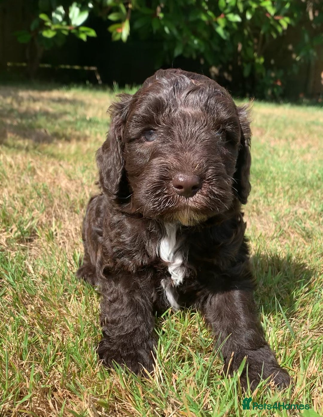 Cockapoo dogs for sale: Beautiful cockapoo puppies for sale - Image 4