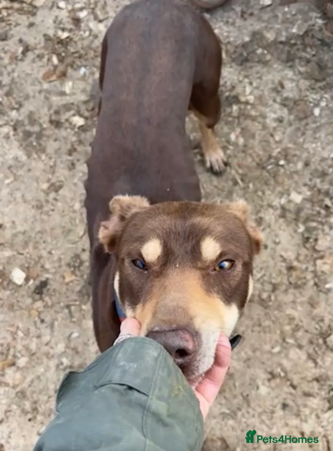 Australian Kelpie dogs for sale: Retired working dog  - Advert 3