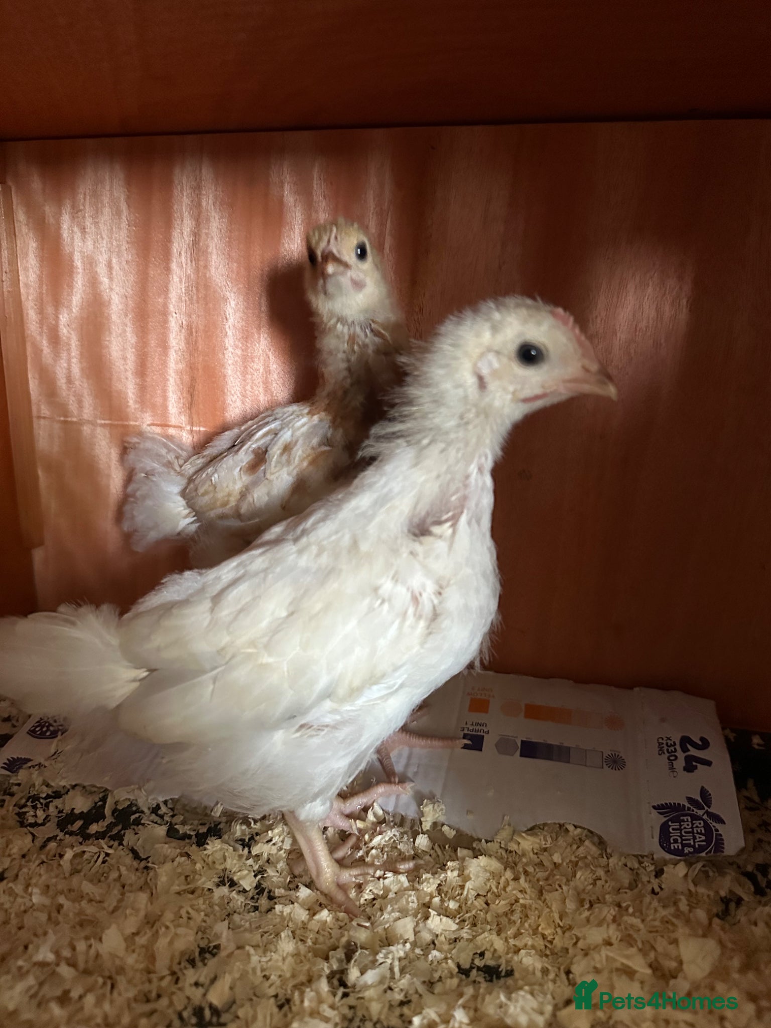 Chickens poultry 2 Chicks with coop  - Advert 1