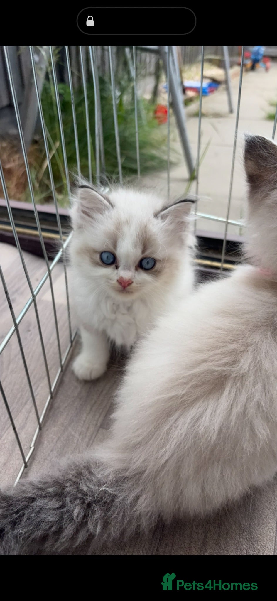 Ragdoll cats 2 Ragdoll Bicol boys and 1 girl cream left - Advert 15