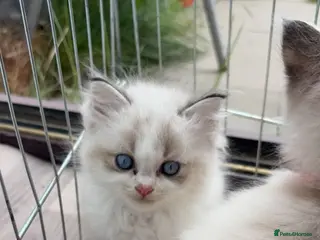 Ragdoll cats 2 Ragdoll Bicol boys and 1 girl cream left - Advert 15