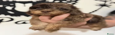 Gus
