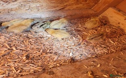 Quail poultry for sale:  Quail checks for sale  - Image 1