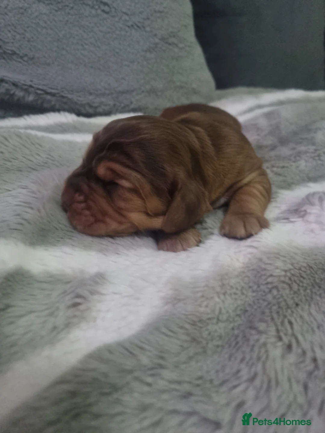 Cocker Spaniel dogs for sale: Stunning show cocker spaniel puppy’s  - Advert 12