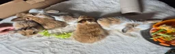 Mixed Breed rabbits for sale: Gorgeous bunnies for sale - Advert 12